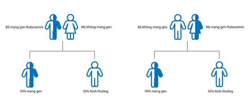 Hình 2. Cơ chế hình thành bệnh thalassemia ở ba mẹ khác kiểu gen