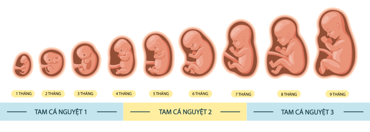 Sự hình thành và phát triển thai trong 3 tháng đầu